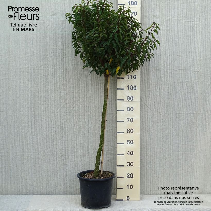 Laurel portugués Myrtifolia - Prunus lusitanica Maceta 12L/15L, Medio tallo Ejemplar entregado en la primavera