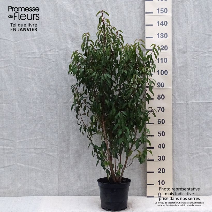 Laurel portugués Myrtifolia - Prunus lusitanica Maceta 6L/7L Ejemplar entregado en invierno