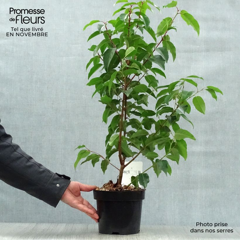 Ejemplar de Laurel portugués - Prunus lusitanica Maceta 3L/4L entregado en otoño