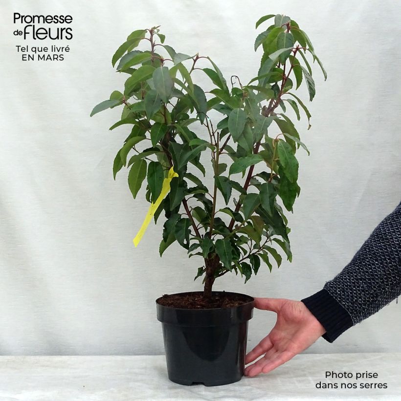 Laurel portugués - Prunus lusitanica Maceta 3L/4L Ejemplar entregado en la primavera