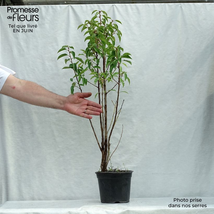 Ejemplar de Laurel portugués - Prunus lusitanica Maceta 3L/4L entregado en verano