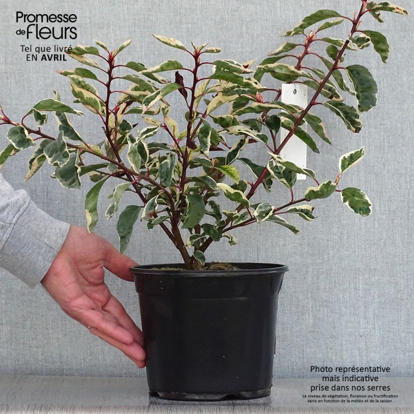 Laurel portugués Variegata - Prunus lusitanica Maceta 3L/4L Ejemplar entregado en la primavera