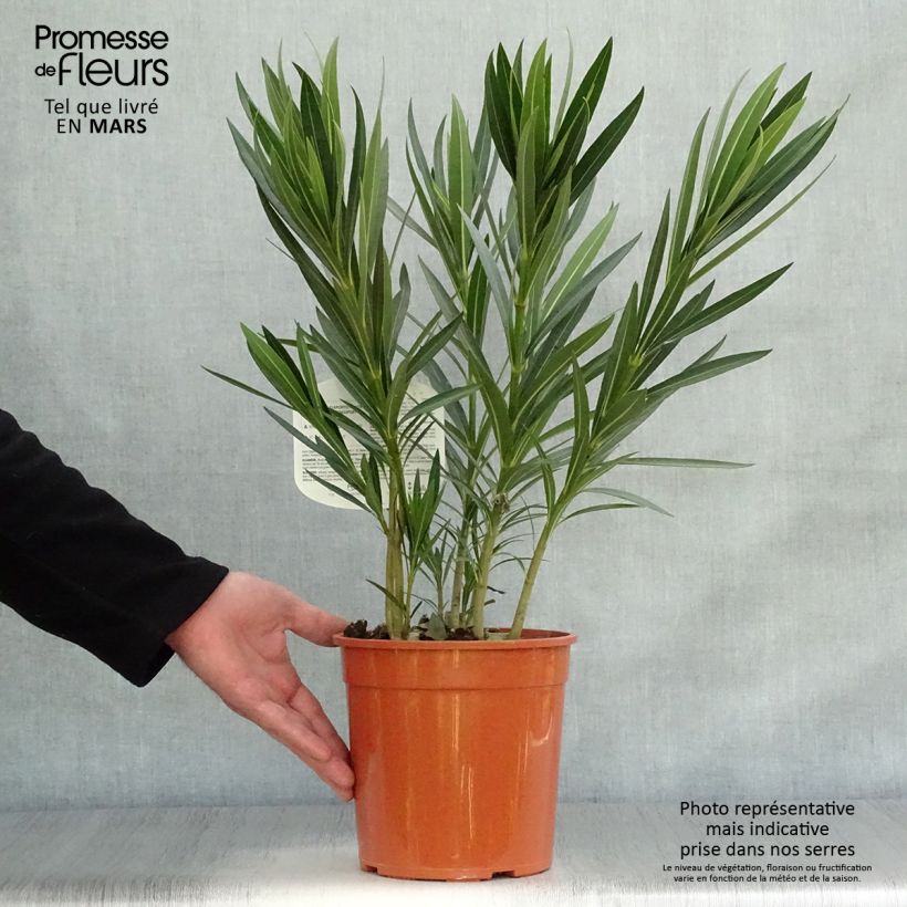 Adelfa blanca - Nerium oleander Alsace Maceta 3L/4L Ejemplar entregado en la primavera