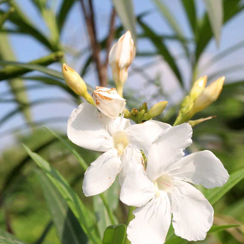 Adelfa blanca - Nerium oleander Alsace (Floración)
