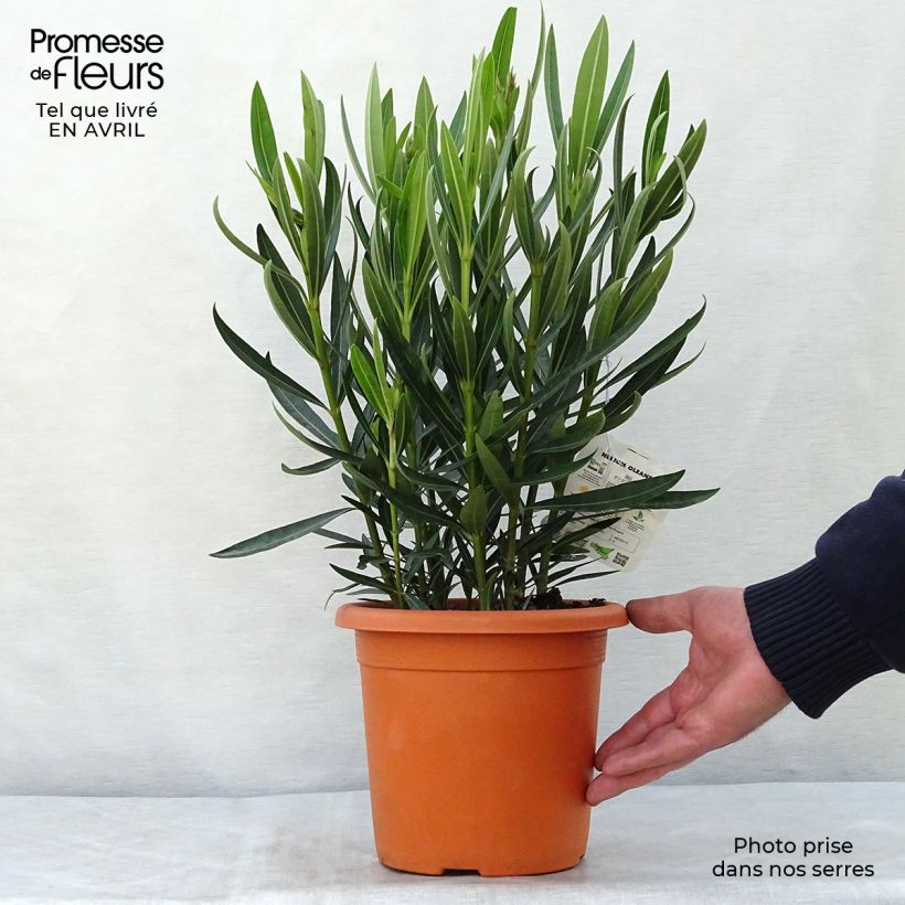 Adelfa amarilla - Nerium oleander Angiolo Pucci Maceta 3L/4L, Formación arbustiva Ejemplar entregado en la primavera