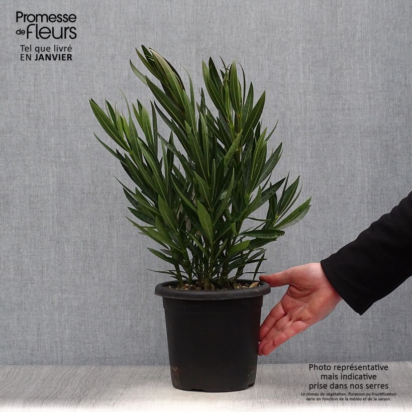 Adelfa amarilla - Nerium oleander Angiolo Pucci Maceta 3L/4L Ejemplar entregado en invierno