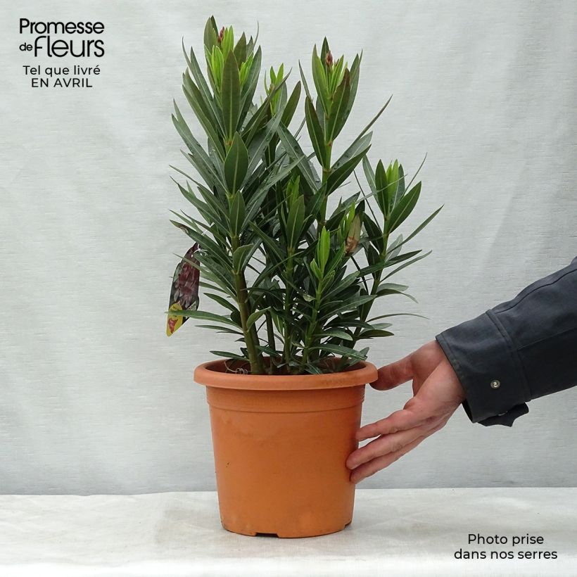 Adlefa rosa - Nerium oleander Emilie Maceta 3L/4L, Formación arbustiva Ejemplar entregado en la primavera