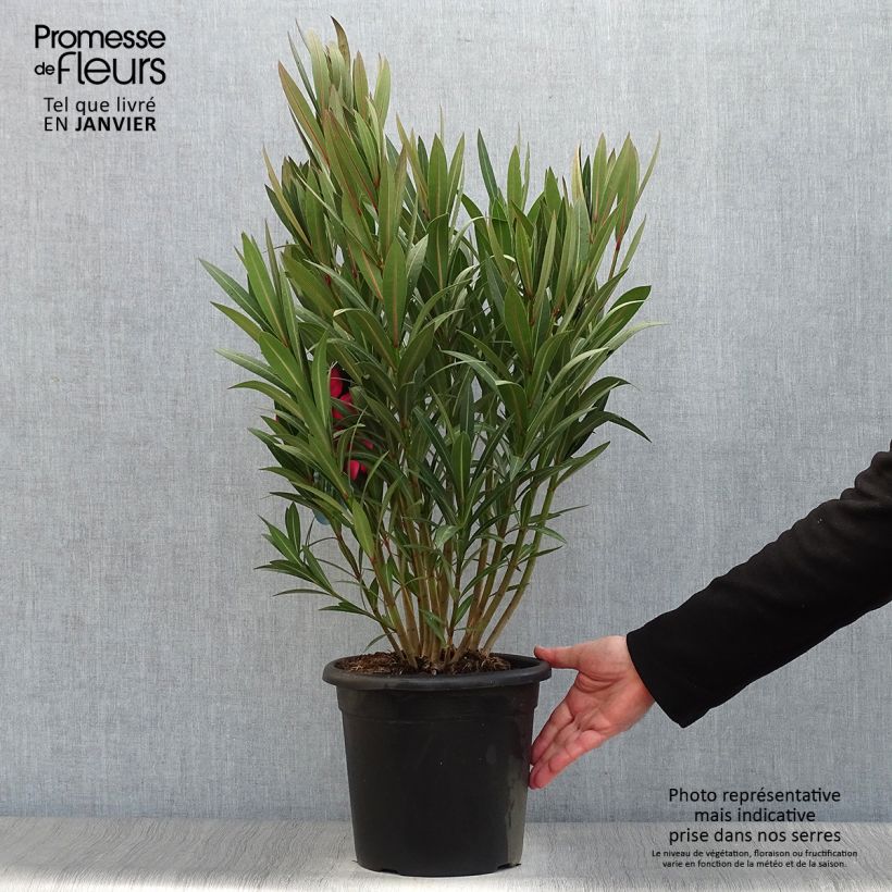 Adlefa rosa salmón - Nerium oleander Italia Maceta 3L/4L Ejemplar entregado en invierno