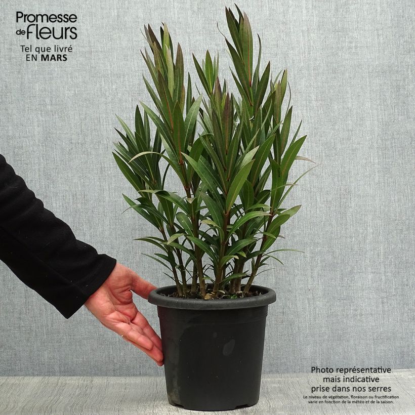 Adlefa rosa salmón - Nerium oleander Italia Maceta 3L/4L, Formación arbustiva Ejemplar entregado en la primavera