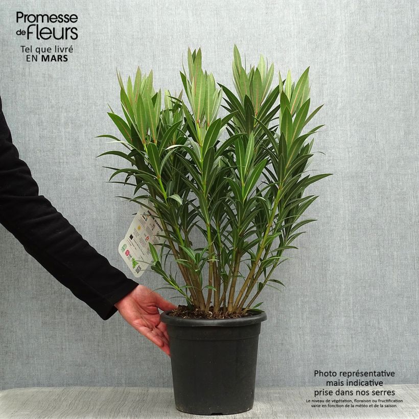 Adlefa rosa salmón - Nerium oleander Italia Maceta 7,5L/10L Ejemplar entregado en la primavera