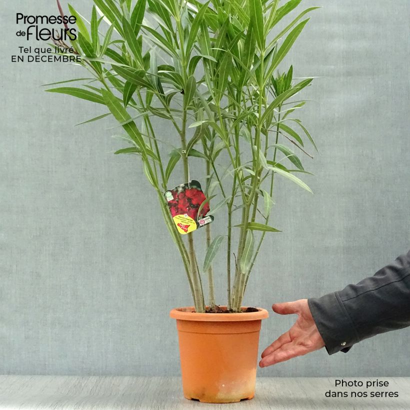 Adlefa roja - Nerium oleander Jannoch Maceta 3L/4L Ejemplar entregado en invierno