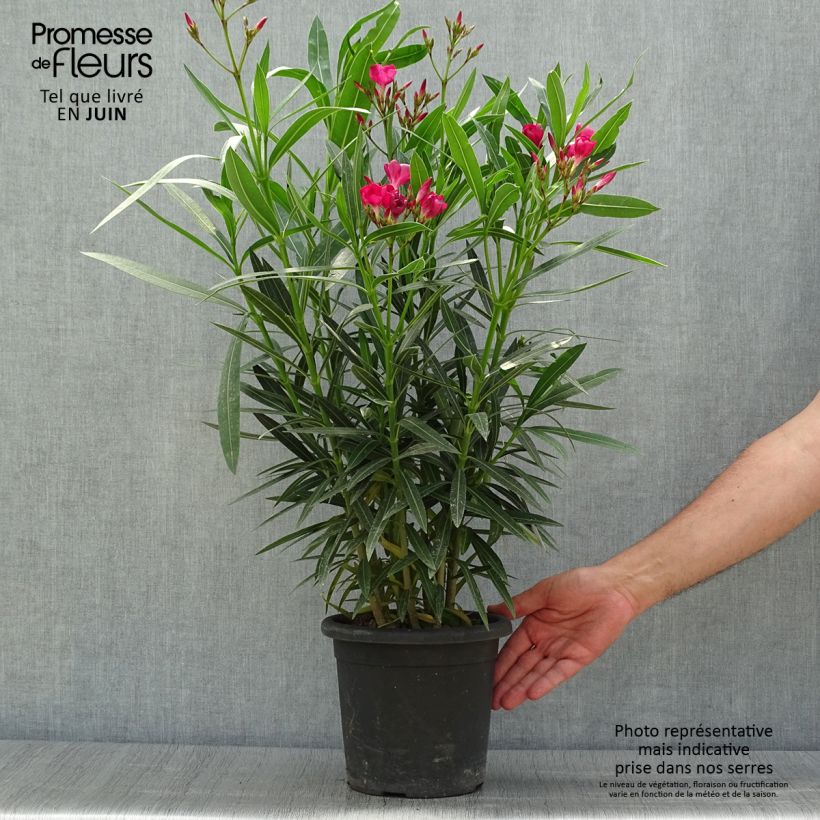 Ejemplar de Adelfa roja - Nerium oleander Jannoch Maceta 3L/4L, Formación arbustiva entregado en verano