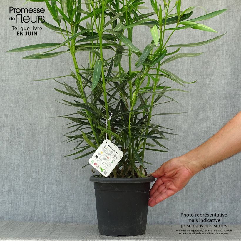Ejemplar de Adelfa amarilla plena - Nerium oleander Luteum Plenum Maceta 3L/4L, Formación arbustiva entregado en verano