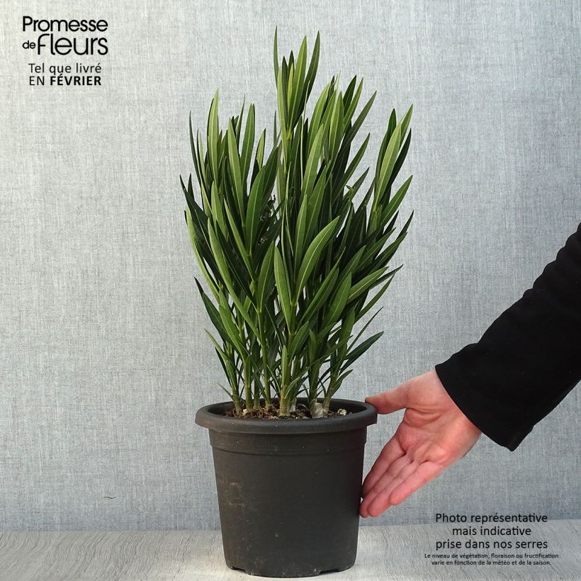 Adlefa amarilla plena - Nerium oleander Luteum Plenum Maceta 3L/4L Ejemplar entregado en invierno