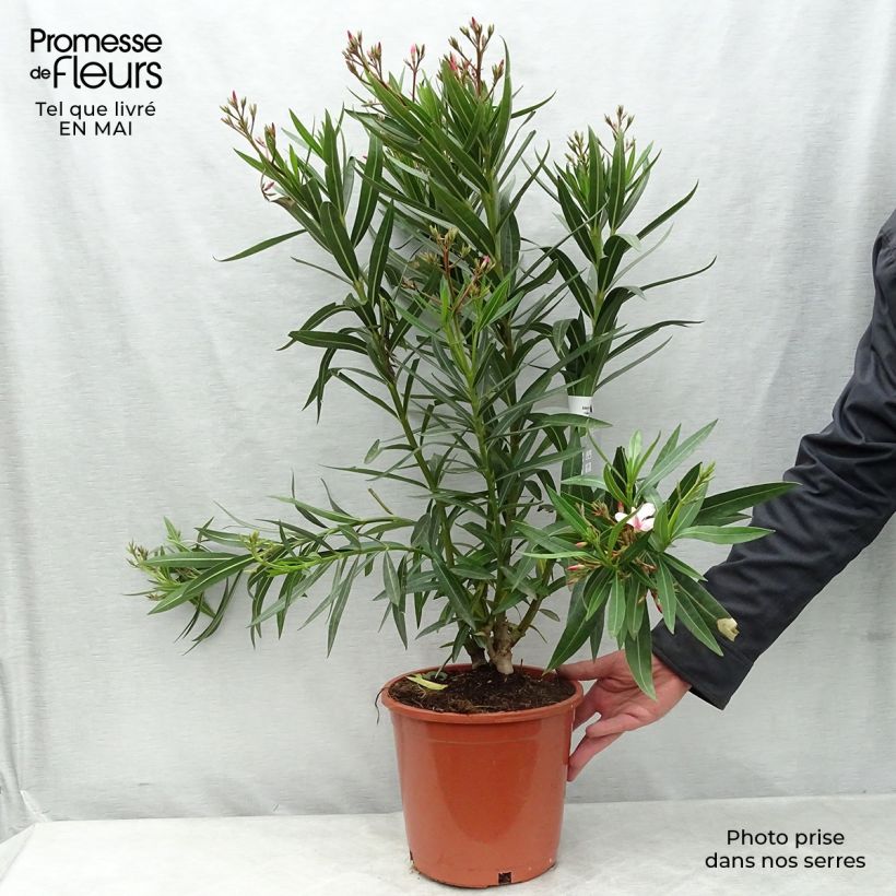 Adelfa rosa  - Nerium oleander Maceta 6L/7L Ejemplar entregado en la primavera