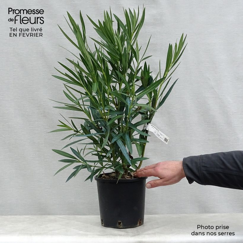 Adlefa blanca- Nerium oleander White Maceta 2L/3L Ejemplar entregado en invierno