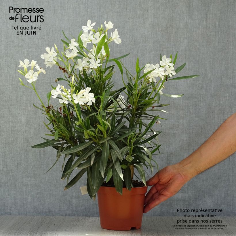 Ejemplar de Adelfa blanca- Nerium oleander White Maceta 2L/3L, Formación arbustiva entregado en verano