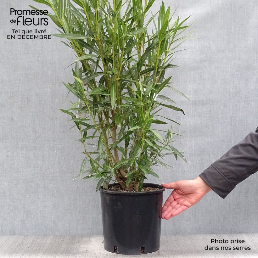 Adlefa blanca- Nerium oleander White Maceta 6L/7L Ejemplar entregado en invierno