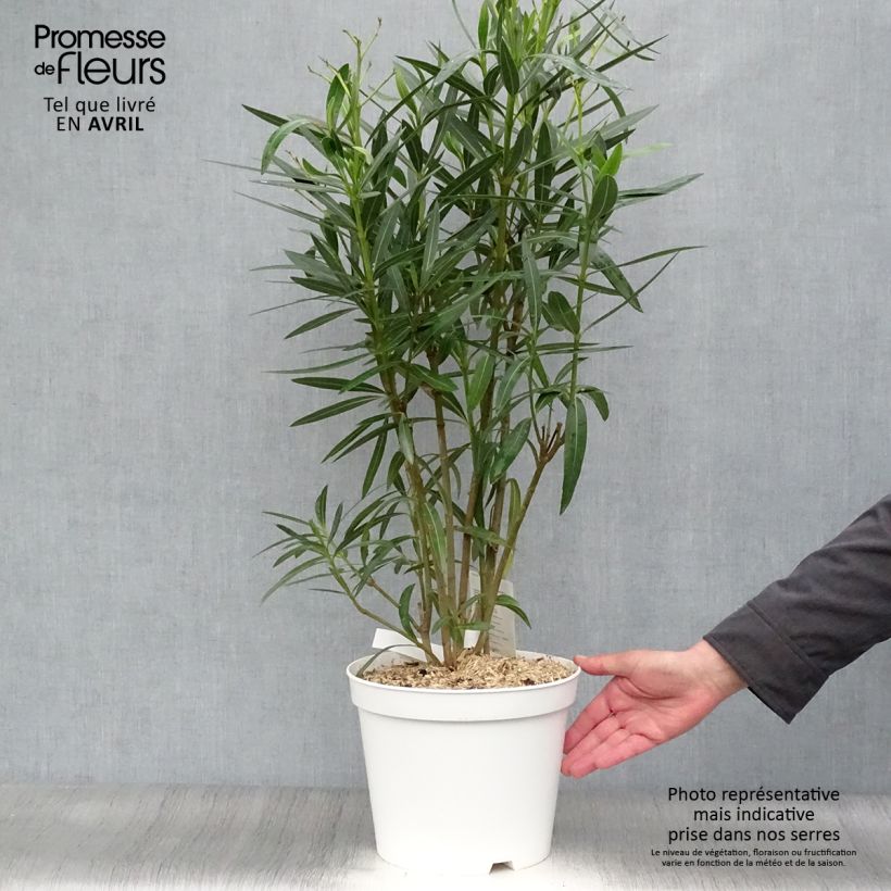 Adlefa blanca- Nerium oleander White Maceta 6L/7L Ejemplar entregado en la primavera