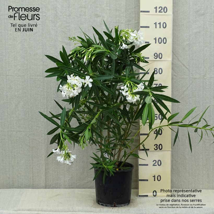 Ejemplar de Adelfa blanca- Nerium oleander White Maceta 6L/7L entregado en verano