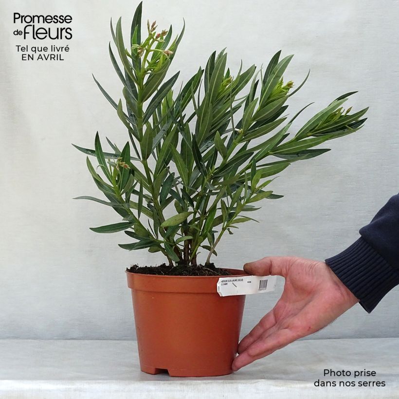 Adlefa amarilla - Nerium oleander Yellow Maceta 2L/3L, Formación arbustiva Ejemplar entregado en la primavera