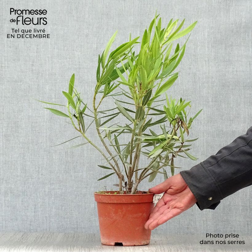 Adlefa amarilla - Nerium oleander Yellow Maceta 2L/3L Ejemplar entregado en invierno