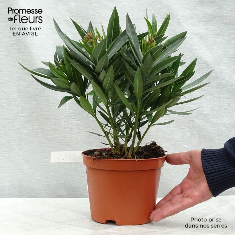 Iris germanica Fashion Statement Maceta de 8/9 cm Ejemplar entregado en la primavera