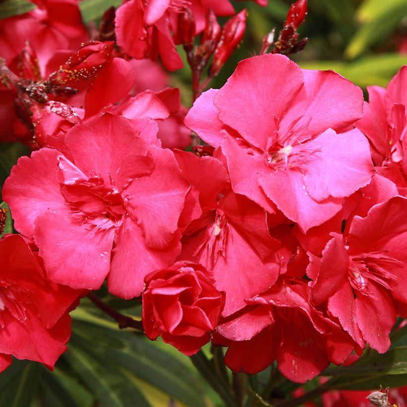 Adlefa roja plena - Nerium oleander Double Red (Floración)