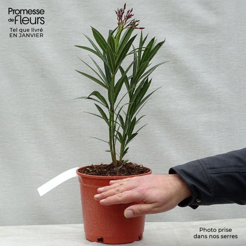 Adlefa roja - Nerium oleander Simple Red Maceta 2L/3L Ejemplar entregado en invierno