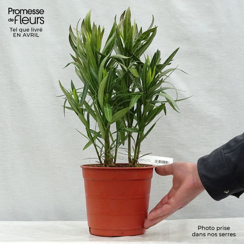 Adelfa roja - Nerium oleander Simple Red Maceta 2L/3L, Formación arbustiva Ejemplar entregado en la primavera