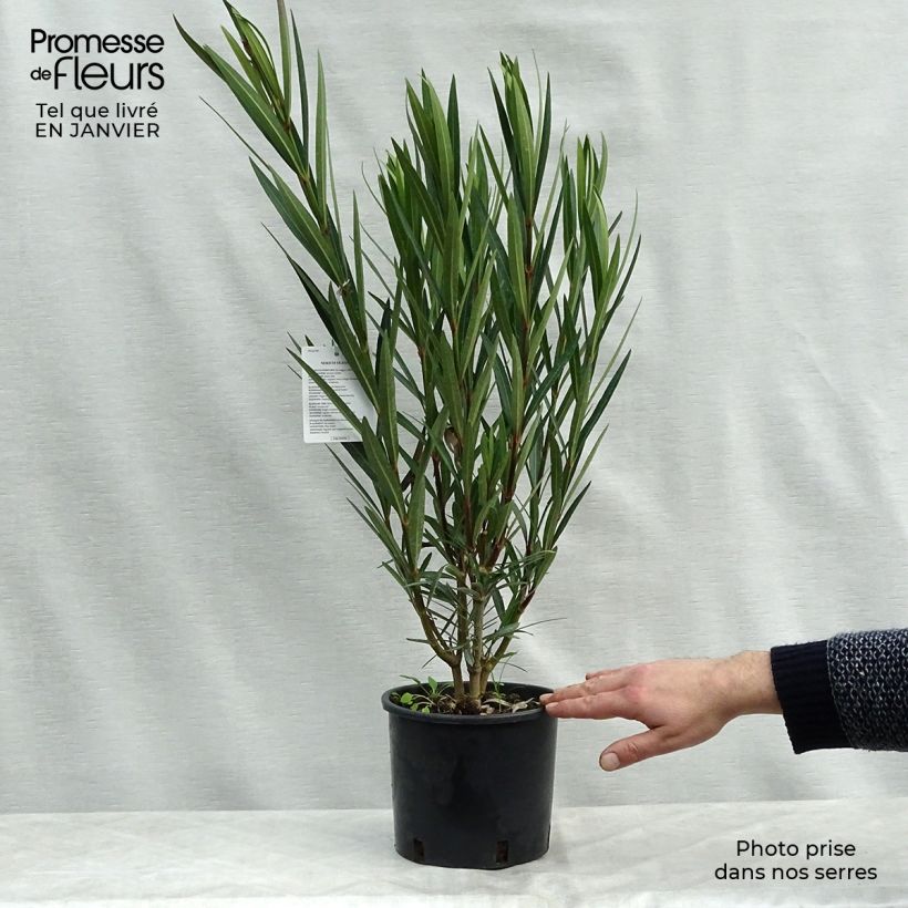 Adlefa salmon - Nerium oleander Salmon Maceta 2L/3L Ejemplar entregado en invierno