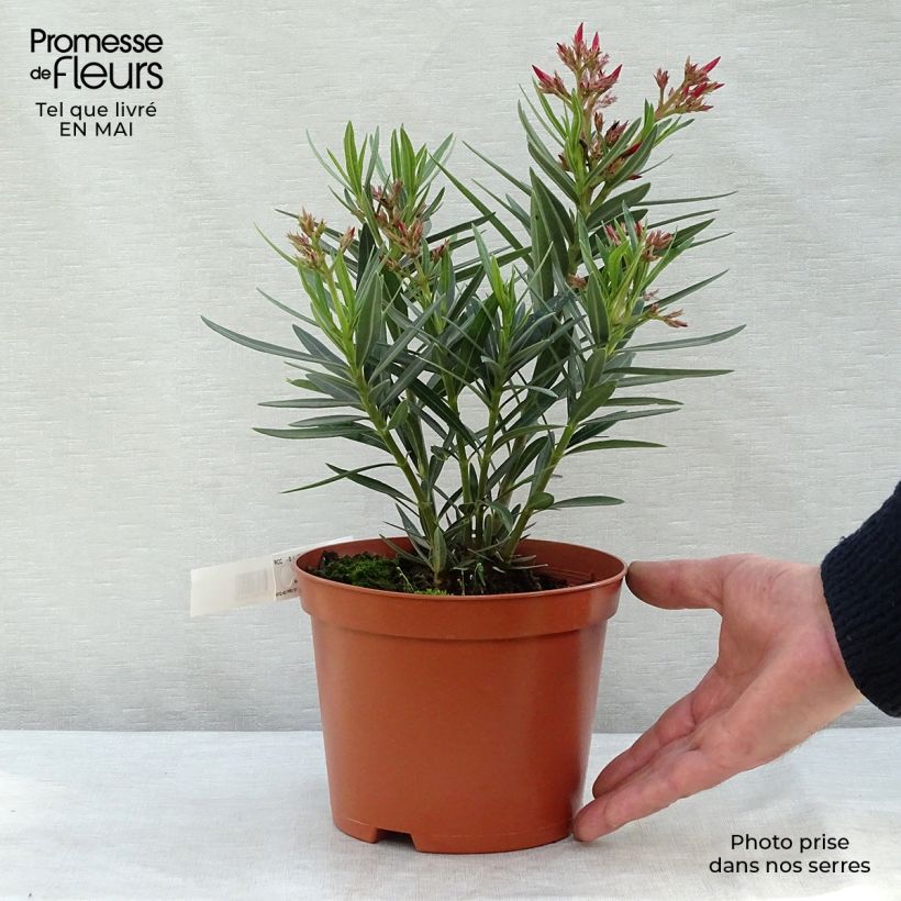 Adlefa salmon - Nerium oleander Salmon Maceta 2L/3L, Formación arbustiva Ejemplar entregado en la primavera