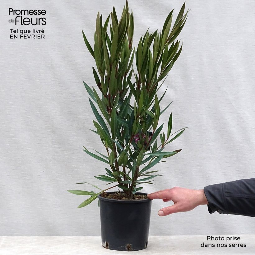 Adelfa rosa  - Nerium oleander Maceta 2L/3L Ejemplar entregado en invierno