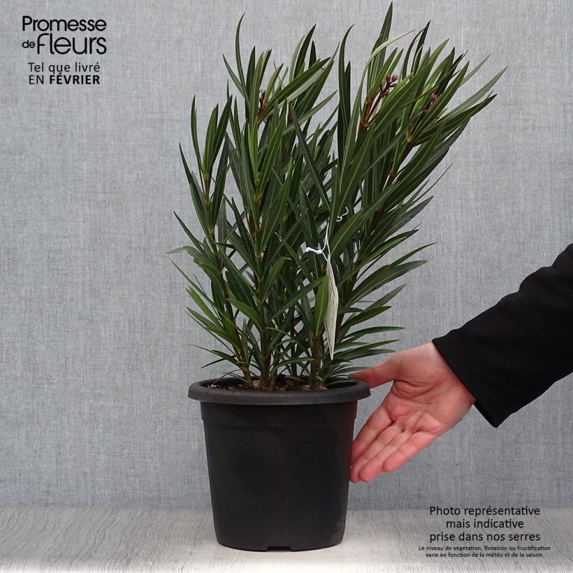 Adlefa rosa - Nerium oleander Papa Gambetta Maceta 2L/3L Ejemplar entregado en invierno