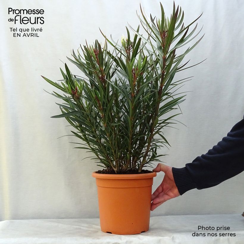 Adlefa rosa - Nerium oleander Papa Gambetta Maceta 2L/3L, Formación arbustiva Ejemplar entregado en la primavera