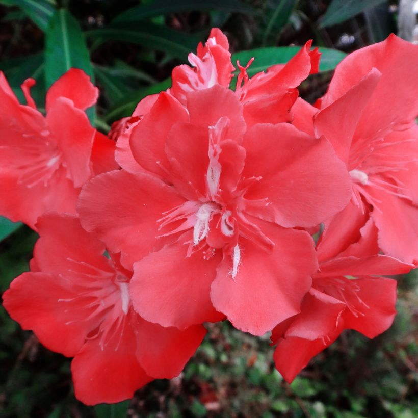 Adlefa - Nerium oleander Scarlet Beauty (Floración)