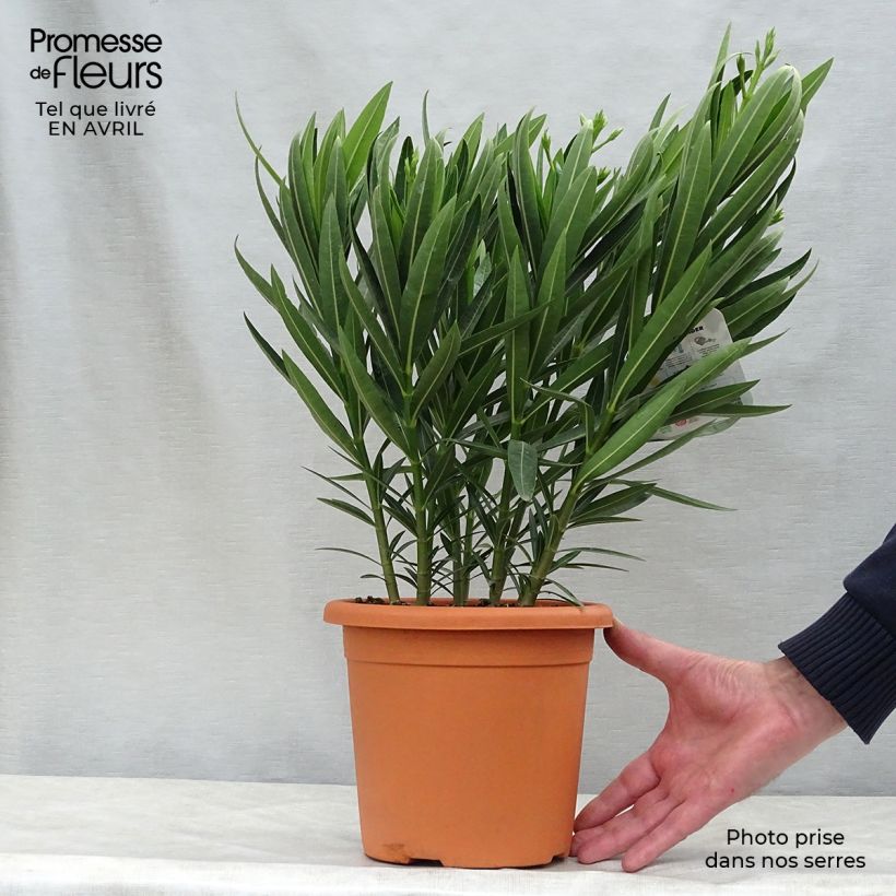 Adlefa - Nerium oleander Soeur Agnes Maceta 3L/4L, Formación arbustiva Ejemplar entregado en la primavera