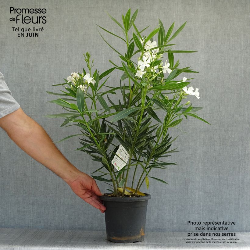 Ejemplar de Adelfa - Nerium oleander Soeur Agnes Maceta 3L/4L, Formación arbustiva entregado en verano