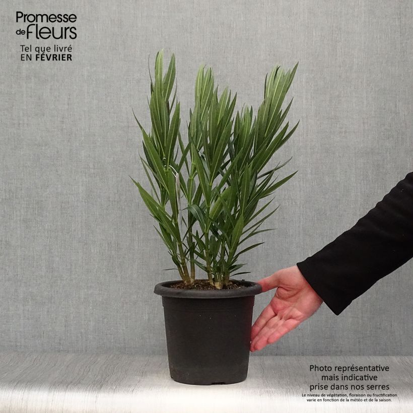 Adlefa - Nerium oleander Soeur Agnes Maceta 3L/4L Ejemplar entregado en invierno