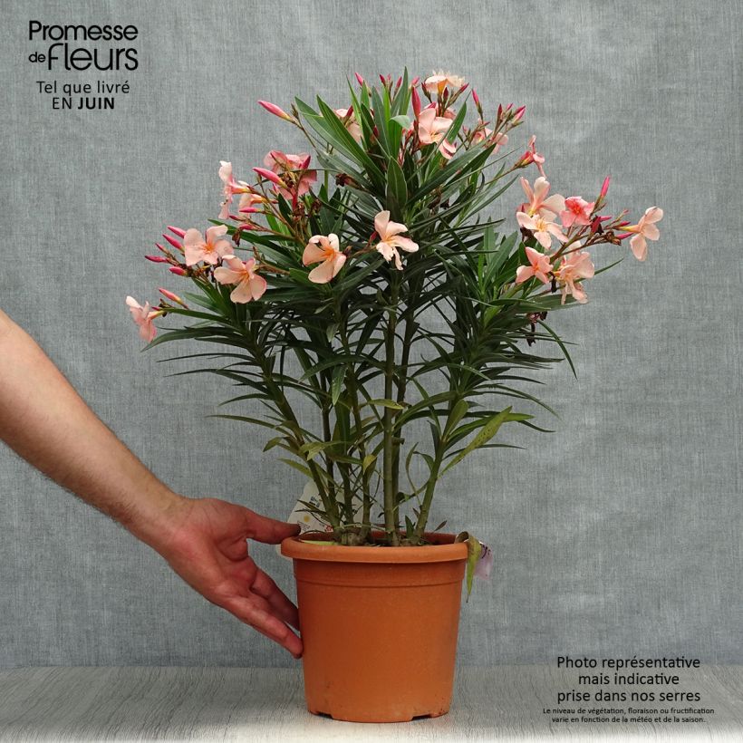 Ejemplar de Adelfa - Nerium oleander Soleil Levant Maceta 3L/4L, Formación arbustiva entregado en verano