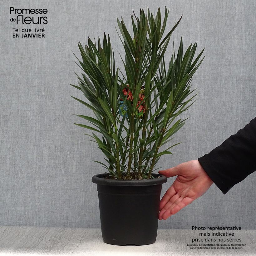 Adlefa - Nerium oleander Soleil Levant Maceta 3L/4L Ejemplar entregado en invierno