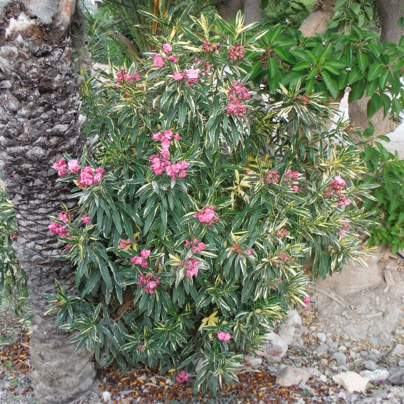 Adlefa - Nerium oleander Variegata (Porte)