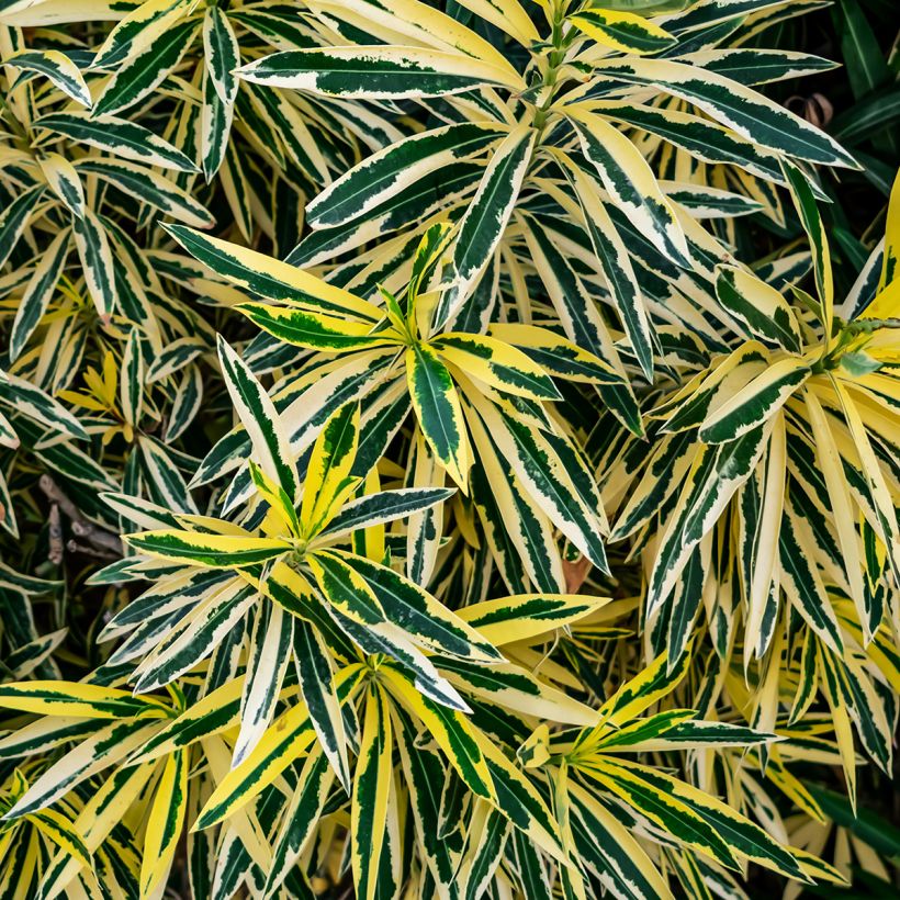 Adlefa - Nerium oleander Variegata (Follaje)