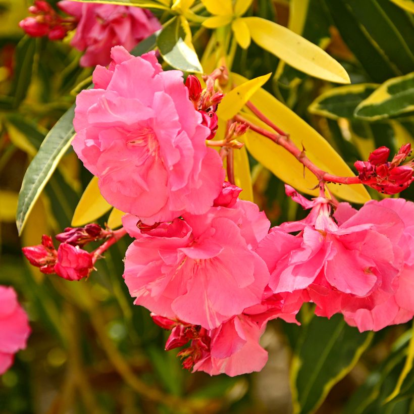 Adlefa - Nerium oleander Variegata (Floración)
