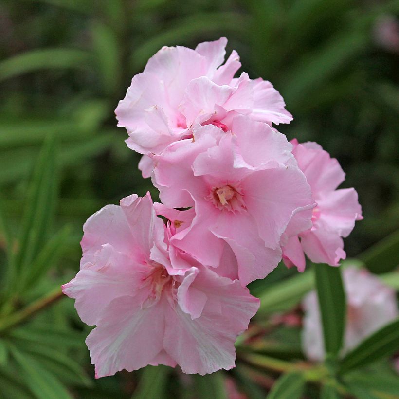 Adlefa rosa plena - Nerium oleander Roseum Plenum (Floración)