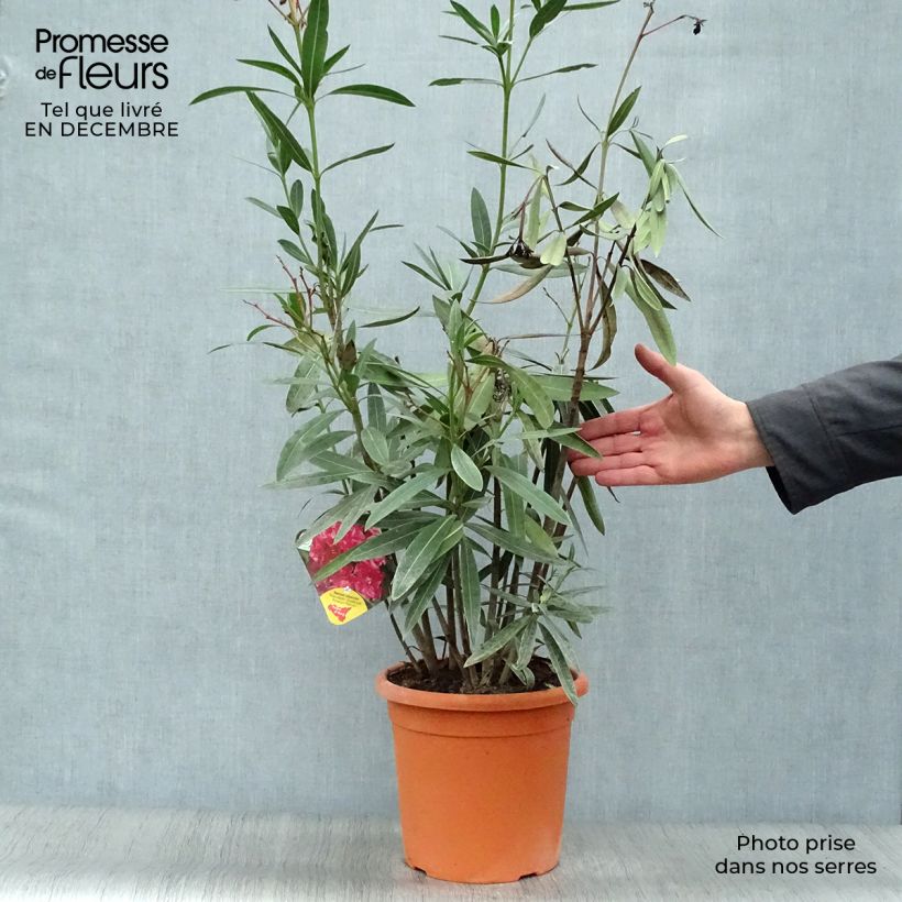 Adlefa rosa plena - Nerium oleander Roseum Plenum Maceta 7,5L/10L Ejemplar entregado en invierno