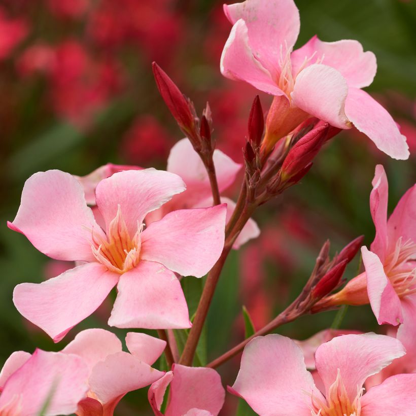 Nerium oleander Tito Poggi – Adelfa (Floración)