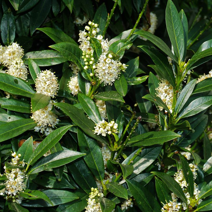 Laurel De Jerusalem - Laurus nobilis (Floración)