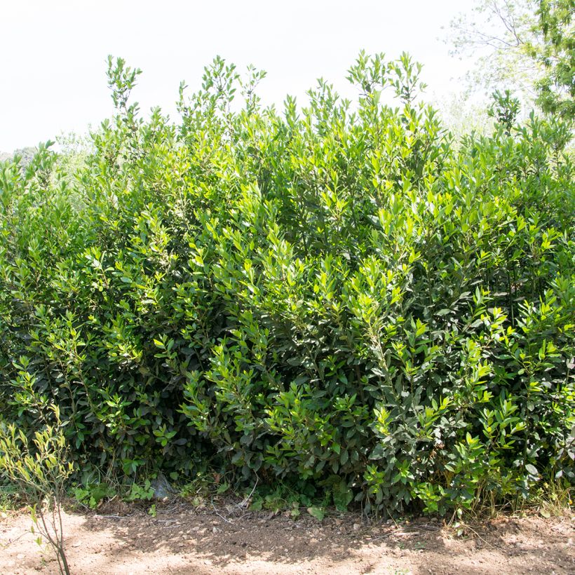 Laurel De Jerusalem - Laurus nobilis (Porte)