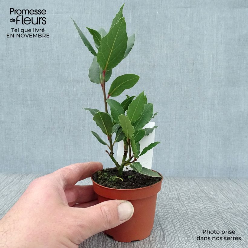 Ejemplar de Laurel - Laurus nobilis Maceta de 10 cm/11 cm entregado en otoño